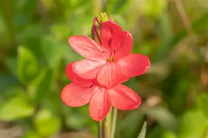 schizostylis coccinea ( hesperantha cocc.) - afbeelding 4