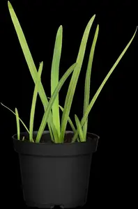 schizostylis coccinea ( hesperantha cocc.) - afbeelding 3