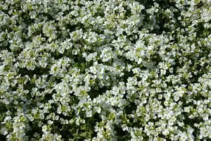 arabis cauc. 'schneehaube' ('snowcap') P9 - afbeelding 3