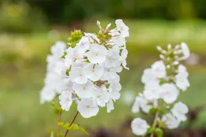 phlox (m) 'schneelawine' P9