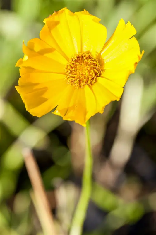 coreopsis grand. 'schnittgold' P9 - afbeelding 1