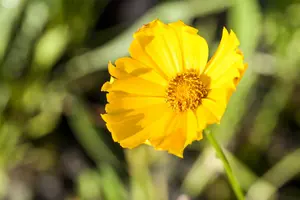 coreopsis grand. 'schnittgold' P9 - afbeelding 2