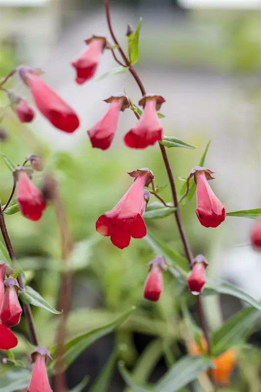 penstemon hybr. 'schoenholzeri' ( firebird/ruby') P9 - afbeelding 1
