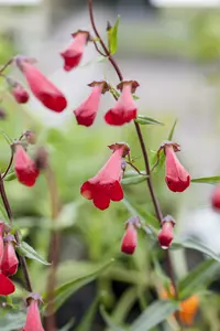 penstemon hybr. 'schoenholzeri' ( firebird/ruby') P9 - afbeelding 2