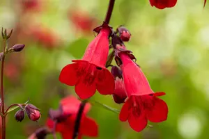 penstemon hybr. 'schoenholzeri' ( firebird/ruby') P9 - afbeelding 2