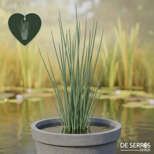 Schoenoplectus tabernaemontani P7