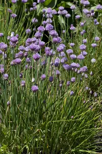 allium schoenoprasum P9 - afbeelding 5