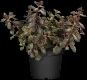 sedum spur. 'schorbuser blut' ( 'dragons blood') P9