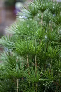 verticillata - afbeelding 4
