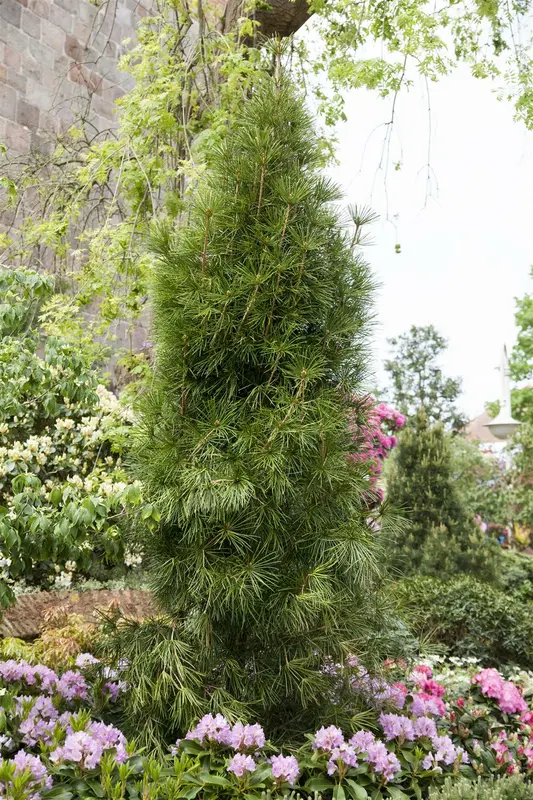verticillata - afbeelding 3