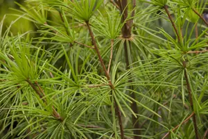 verticillata - afbeelding 4
