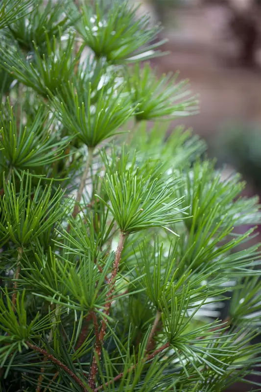 Sciadopitys verticillata 30- 40 C - afbeelding 4