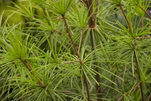 Sciadopitys verticillata 30- 40 C - afbeelding 2