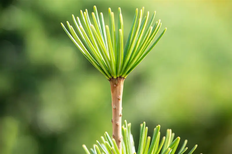 Sciadopitys verticillata 30- 40   C - afbeelding 5