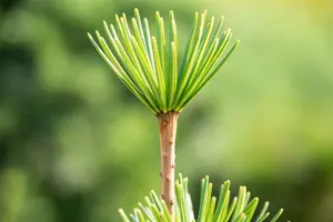 Sciadopitys verticillata 60- 80 C20 - afbeelding 5