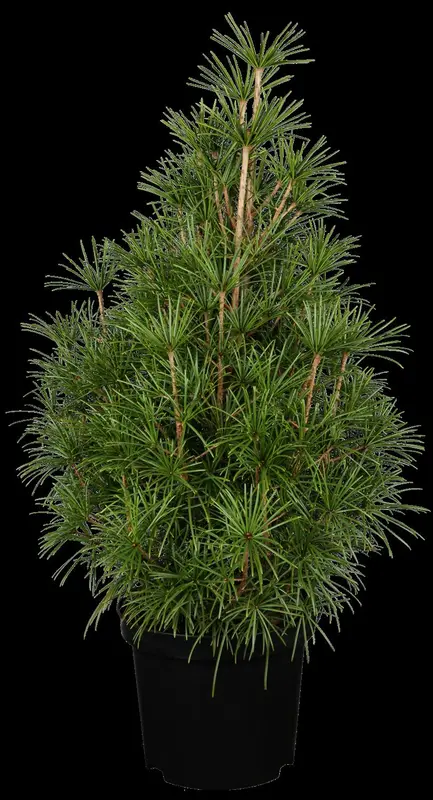 verticillata - afbeelding 2