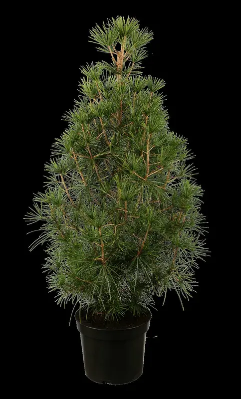 verticillata - afbeelding 1