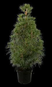 verticillata - afbeelding 1