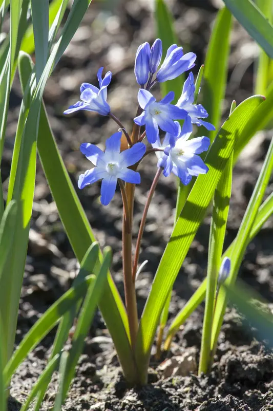 Scilla siberica P9 - afbeelding 1
