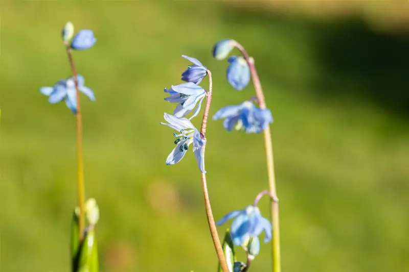 Scilla siberica P9 - afbeelding 3