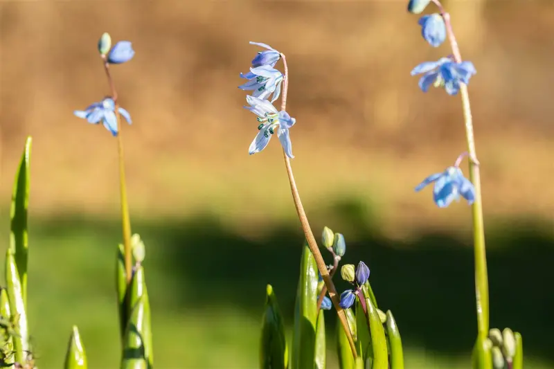 Scilla siberica P9 - afbeelding 4