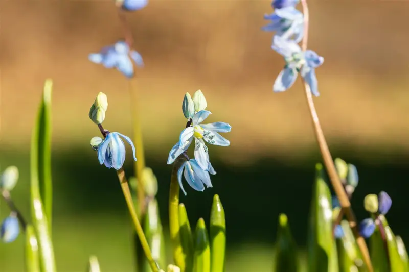 Scilla siberica P9 - afbeelding 5