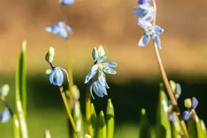 Scilla siberica P9 - afbeelding 5