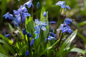 Scilla siberica P9 - afbeelding 2