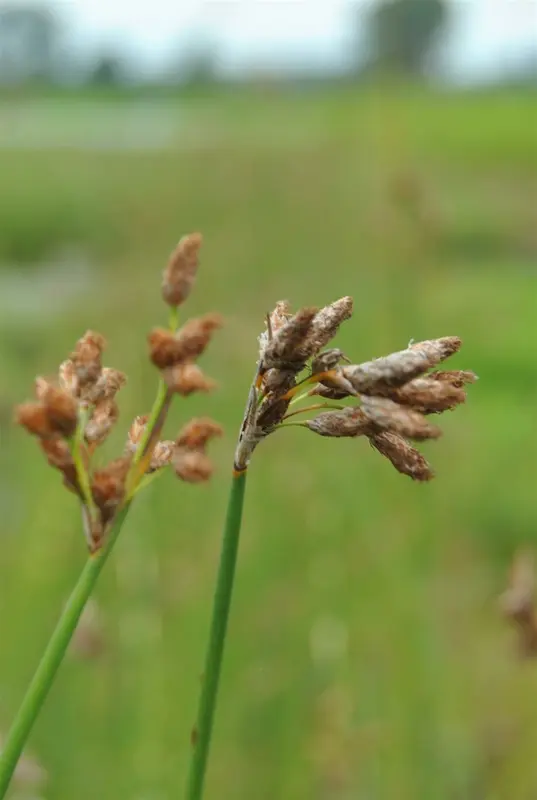 scirpus lacustris ( schoenoplectus)