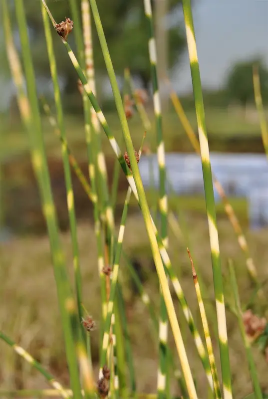 scirpus tabern. 'zebrinus' ( schoenoplectus) P7