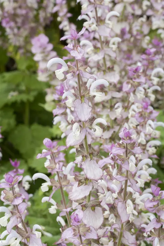 salvia sclarea P9 - afbeelding 2