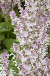 salvia sclarea P9 - afbeelding 2