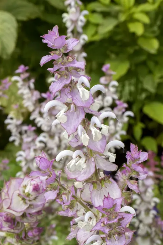 salvia sclarea P9 - afbeelding 4