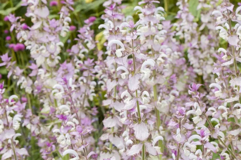 salvia sclarea P9 - afbeelding 1