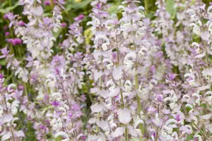 salvia sclarea P9 - afbeelding 5