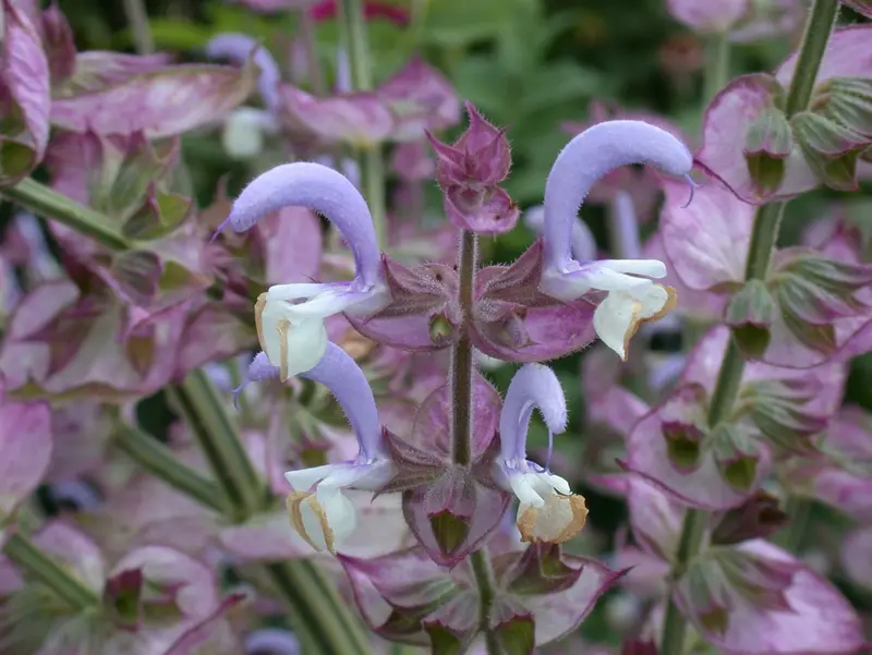 salvia sclarea P9 - afbeelding 5