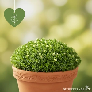 Scleranthus uniflorus P9