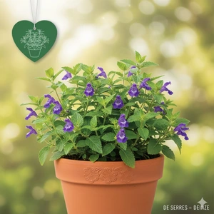 Scutellaria scordiifolia P11