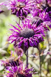 monarda hybr. 'scorpion' P9 - afbeelding 2