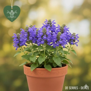 Scutellaria incana var. parviflora P9