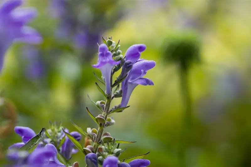 Scutellaria incana 'White Sky'® P9 - afbeelding 1