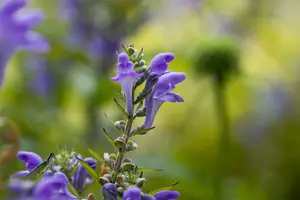 Scutellaria incana 'White Sky'® P9 - afbeelding 1