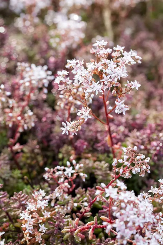 Coral Carpet - afbeelding 4