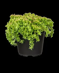 Coral Carpet - afbeelding 6