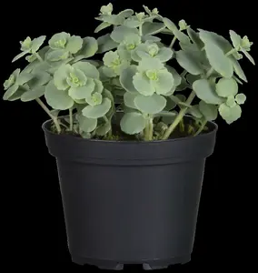 Sedum hybr. 'Abbeydore' P9 - afbeelding 2