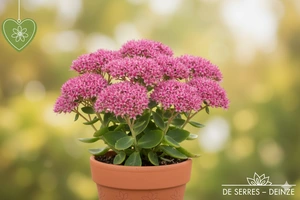 Sedum 'Cloud Walker' P9