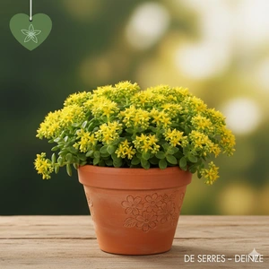 Sedum hybridum 'Immergrünchen' P9