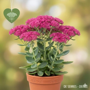 Sedum telephium 'Mr. Goodbud' P9