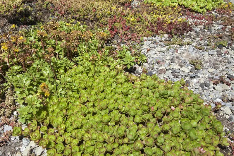 Sedum hybr. 'Peach Pearls' P9 - afbeelding 2