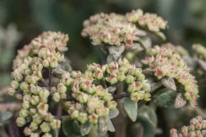 Sedum hybr. 'Peach Pearls' P9 - afbeelding 5